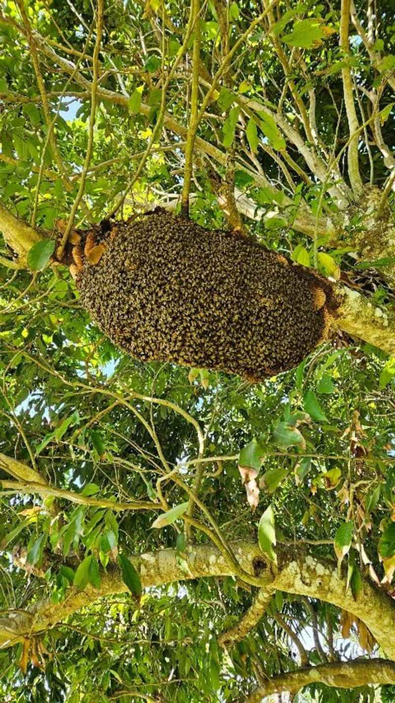 Massive Beehives Buzzing with Activity