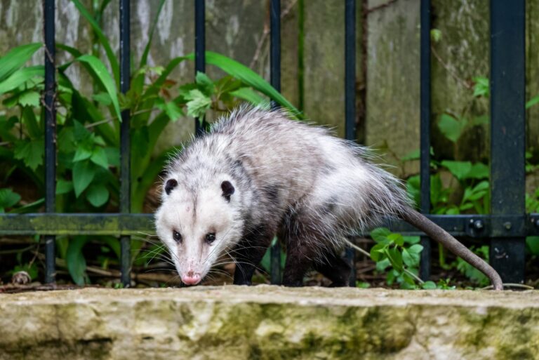 possum in yard