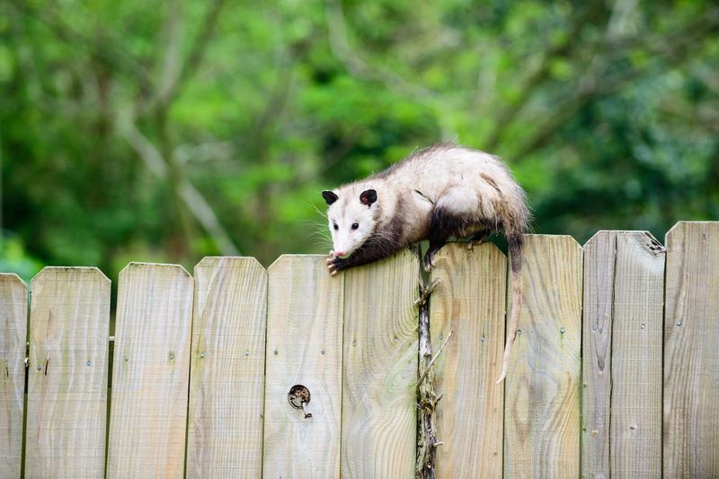 Possums Are Nature's Cleanup Crew