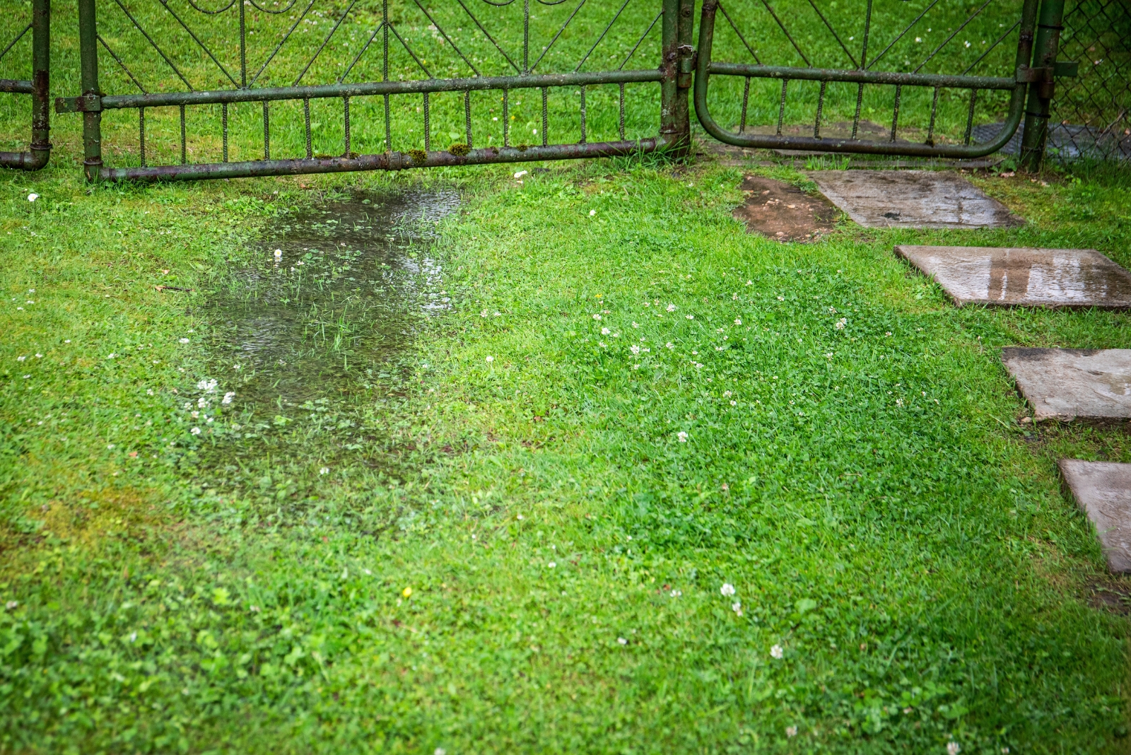 lawn (featured image)