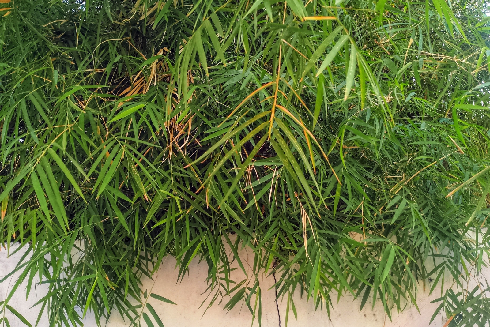 bamboo (featured image)