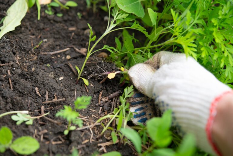 weeds in garden (featured image)