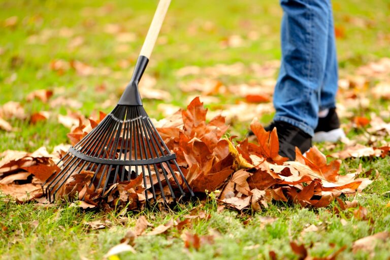 fall Leaves (featured image)