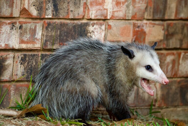Virginia Opossum