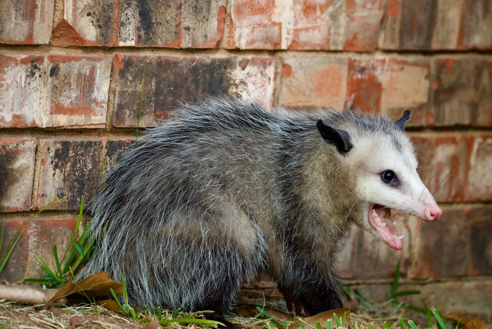 What Iowa Homeowners Should Know Before Removing Possums From The Yard