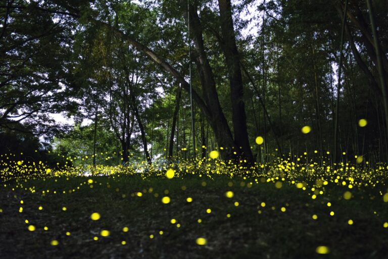 fireflies