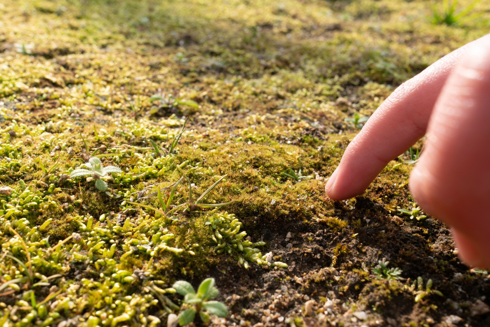What It Means When Moss Shows Up Early In Seattle Gardens