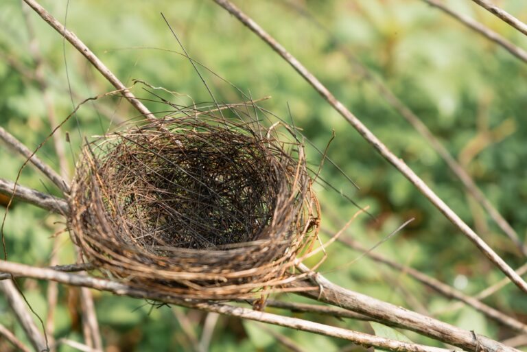 nest (featured image)