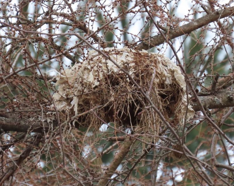 Squirrel Nests Are Called Dreys