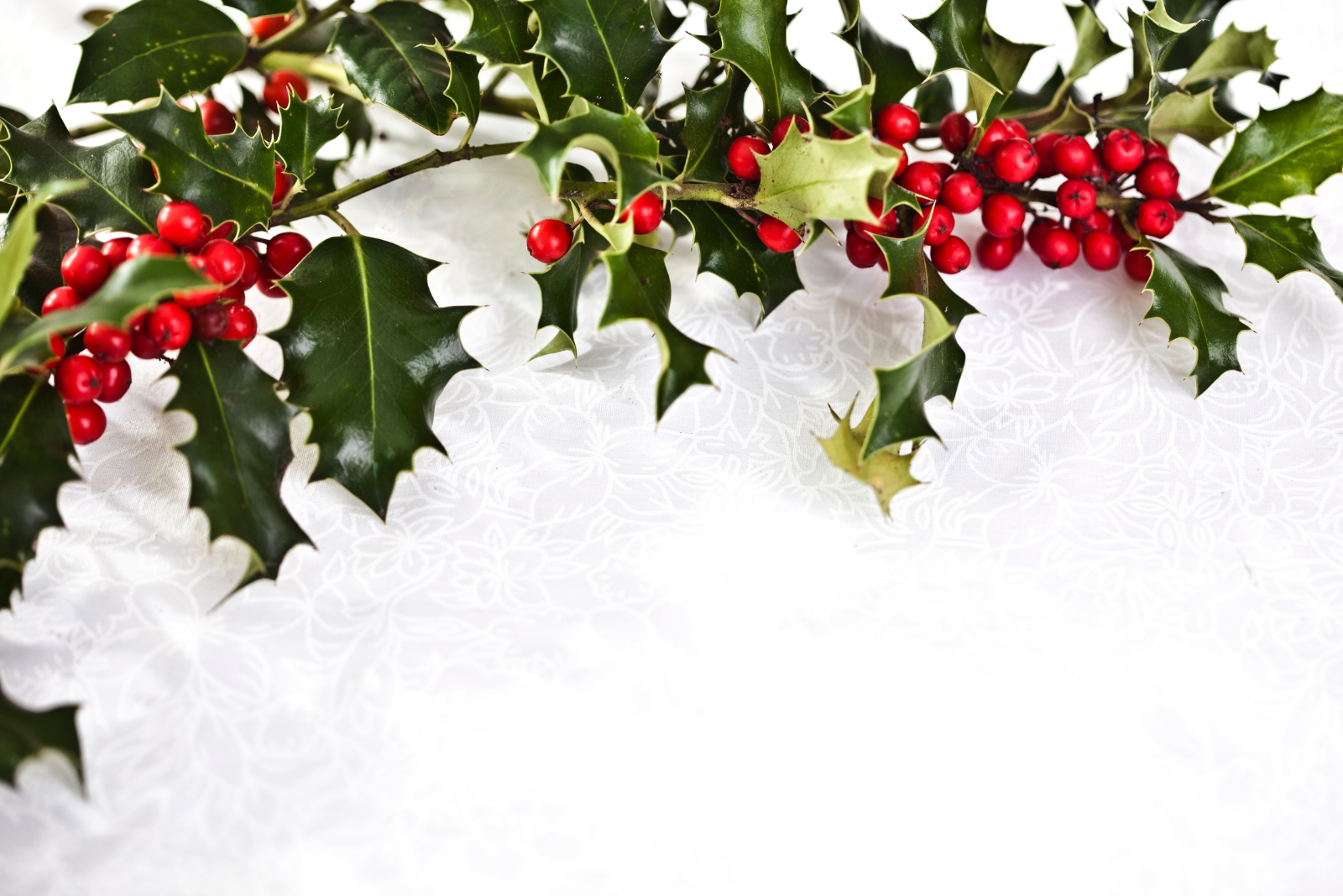 What Makes Castle Spire Holly A Winter Favorite For Ohio Gardeners