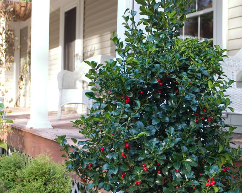 Stunning Vertical Shape Saves Garden Space