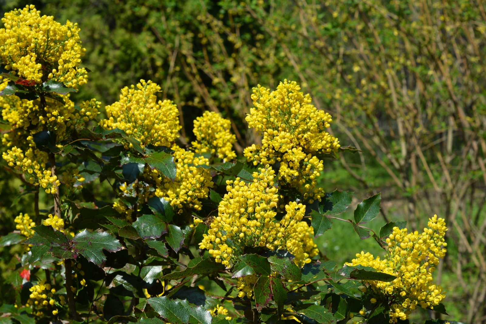 Oregon grape (featured image)