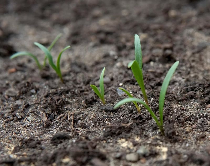 Choosing The Right Seeds For Winter Success