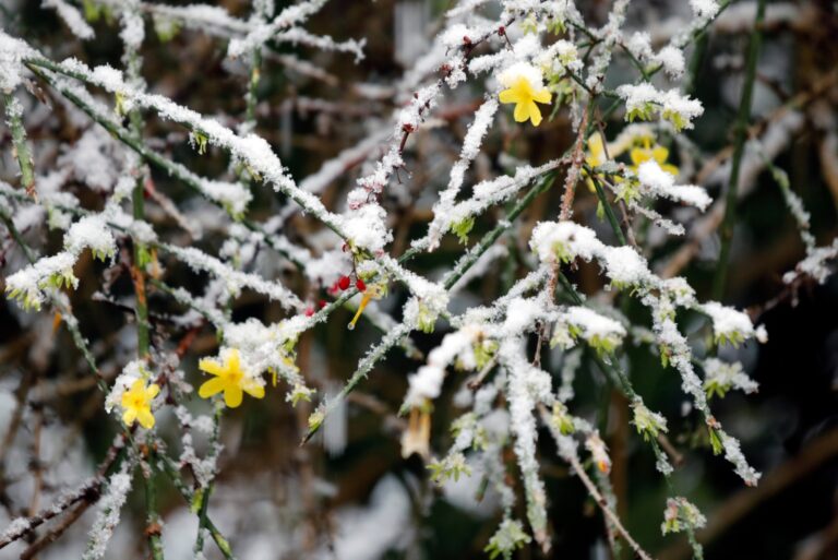 winter jasmine (featured image)
