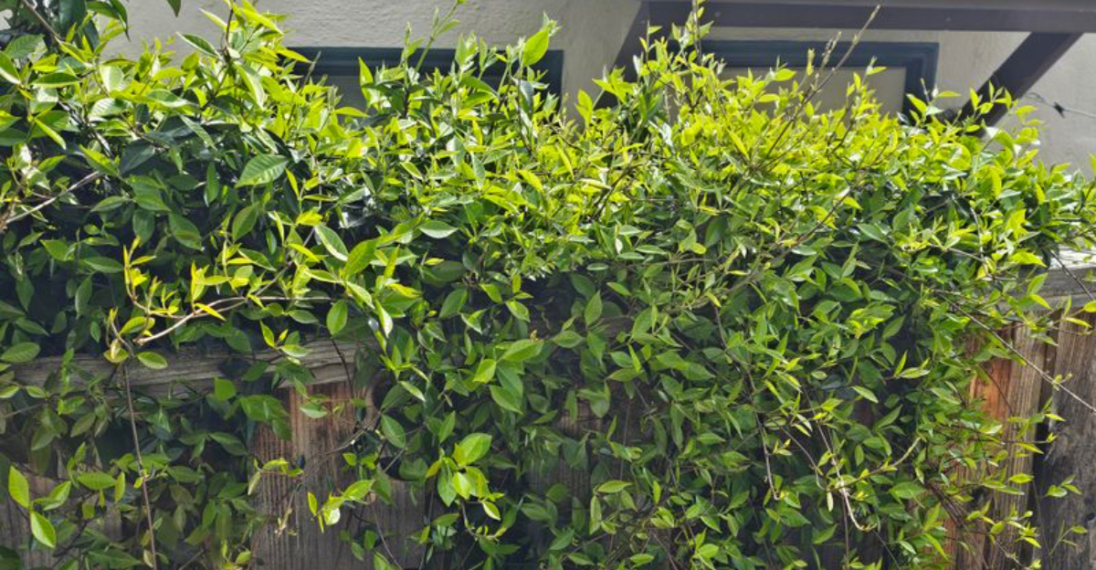 What Michigan Law Says About Pruning A Neighbor’s Overhanging Shrub Branches