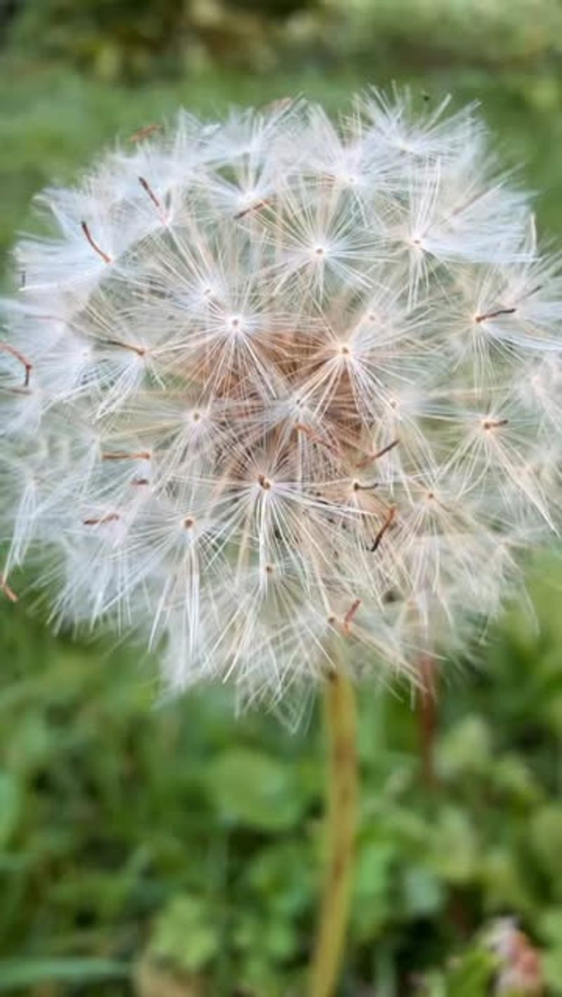 Weed Seeds Spreading Everywhere
