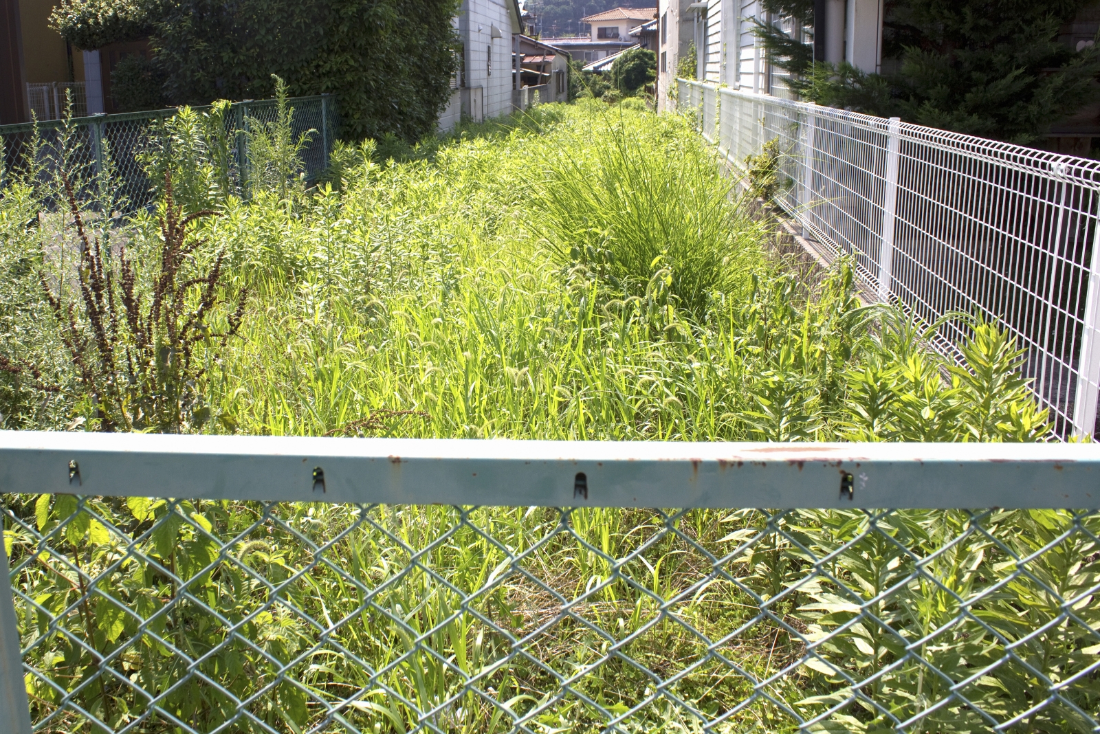 garden (featured image)