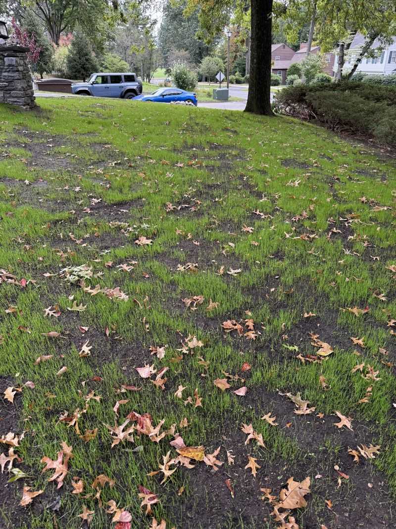 Clear Away All Fallen Leaves