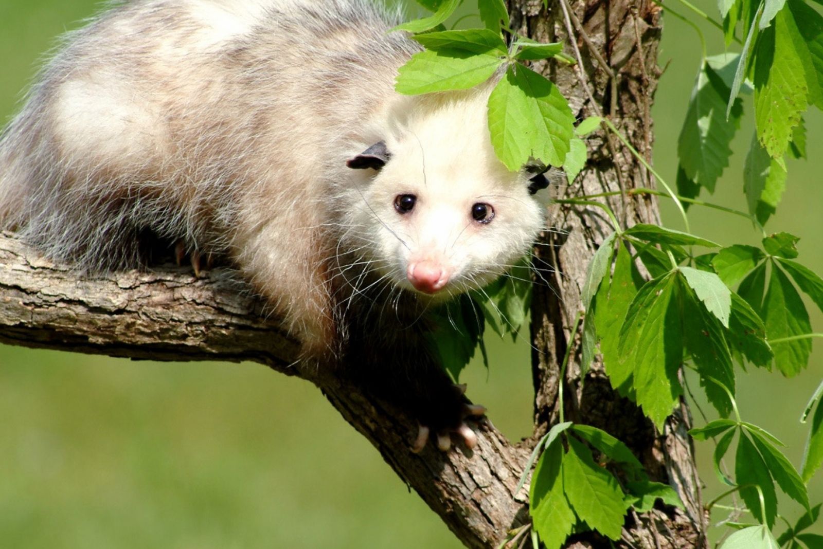 What Pennsylvania Homeowners Should Know Before Removing Possums From Their Yards