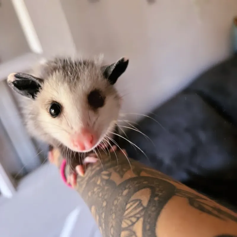 Possums Are Nature's Pest Control Team