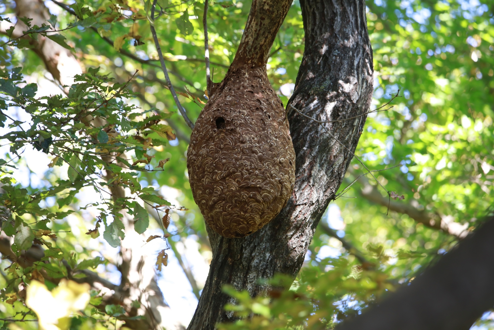 What Seems Like A Nest In Your Alabama Tree May Be Something Else