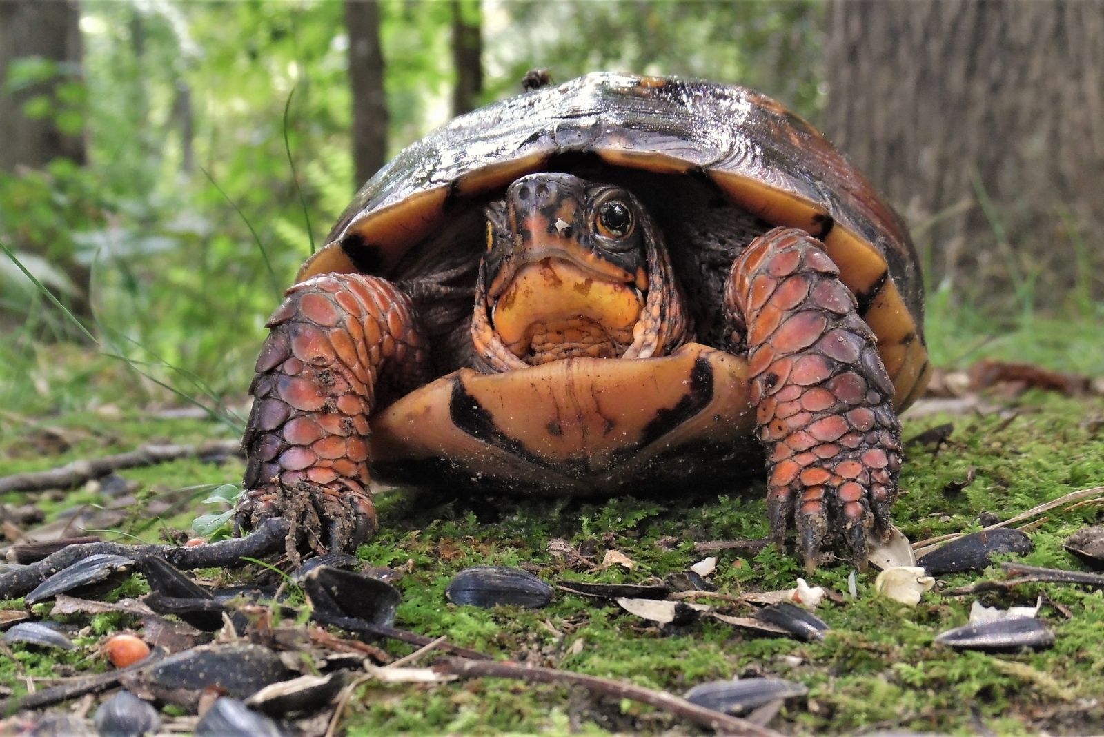 What Should You Do If You Find A Turtle In Your Pennsylvania Yard