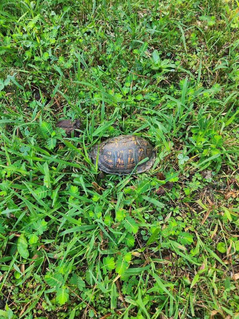 Observe From A Safe Distance First