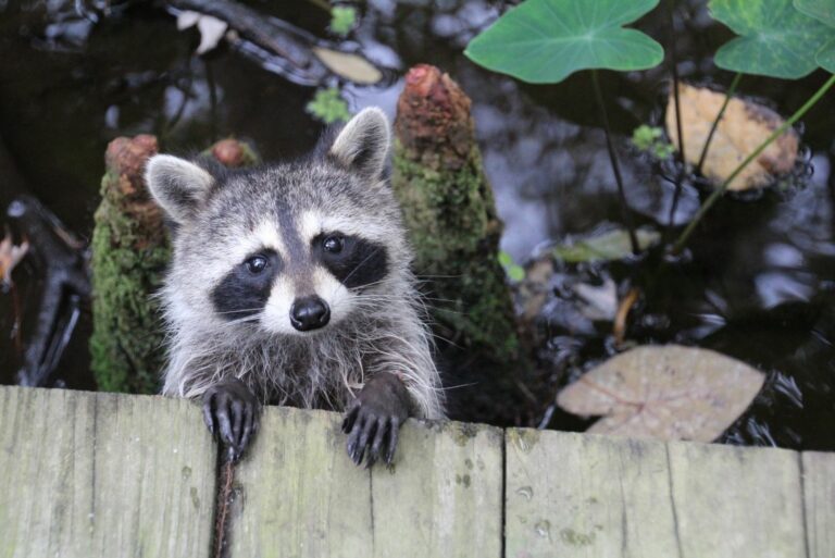 Raccoon