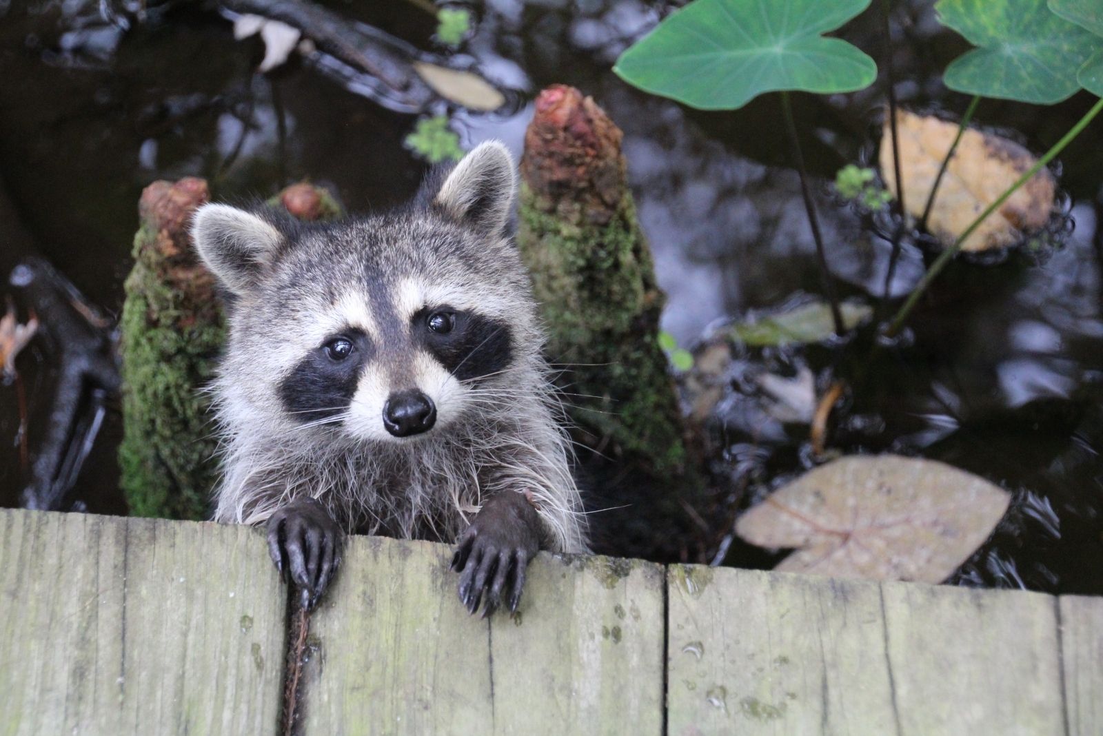 What Tennessee Homeowners Should Know Before Trying To Remove Raccoons From The Yard