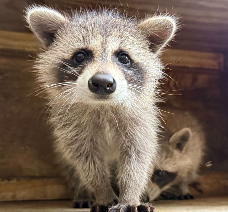 Raccoons Are Protected By State Wildlife Laws