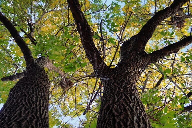 View excentuating the height of a squirrels nest or drey from the base of a tree
