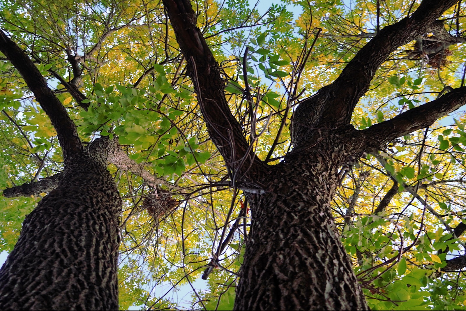 What That Ball Of Leaves In Your Indiana Tree Might Actually Be