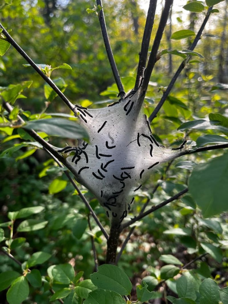 Eastern Tent Caterpillar Webs