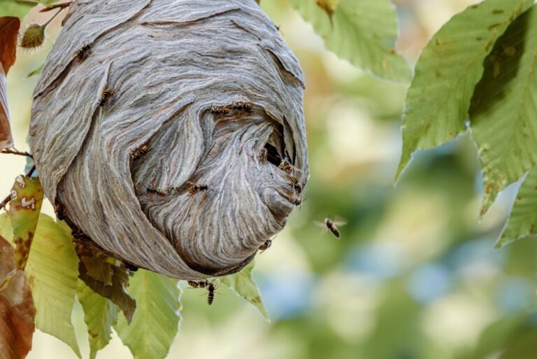 Detailed view of a paper wasp nest in a tree