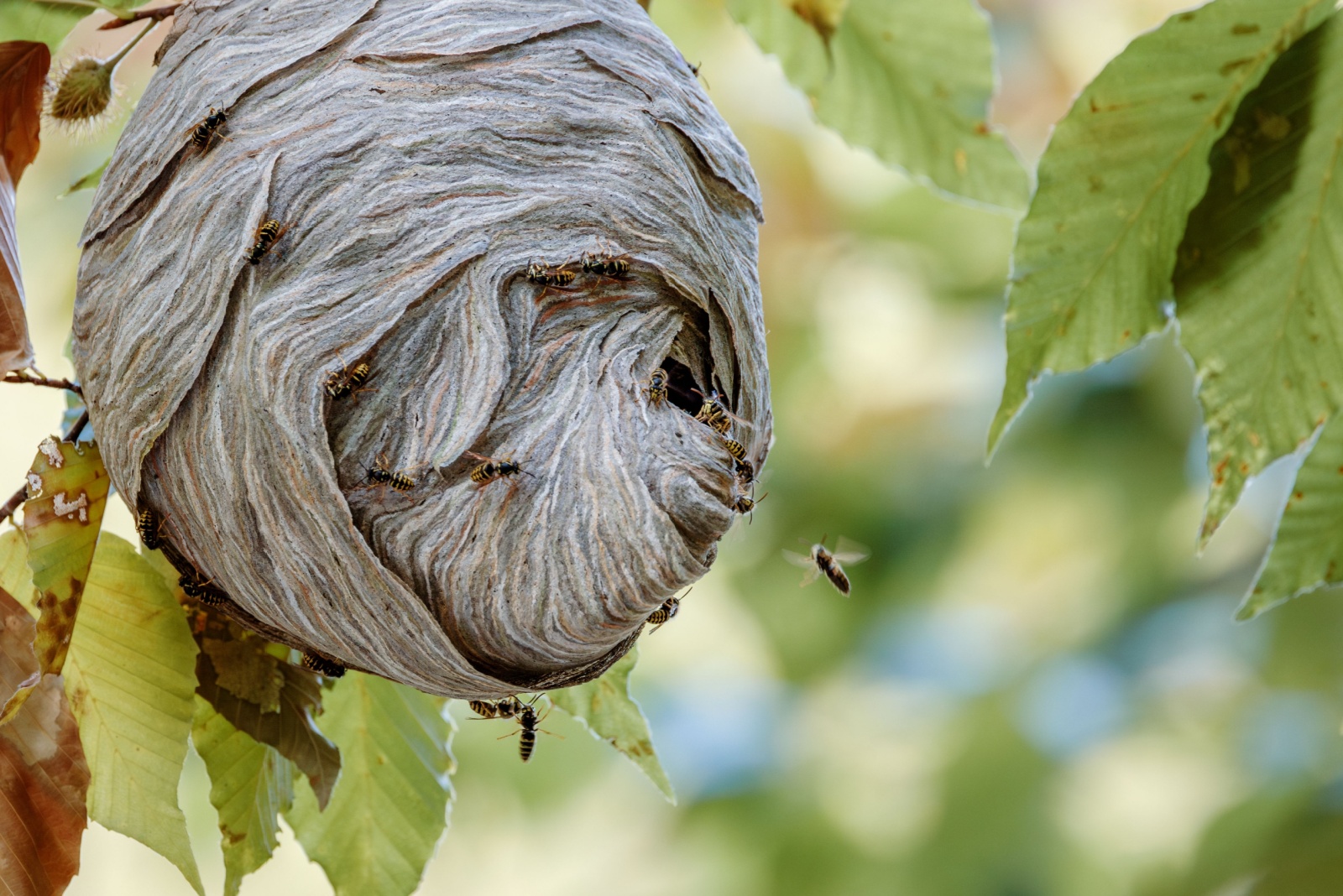 What That Mysterious Fall “Nest” In Your Louisiana Tree Really Is