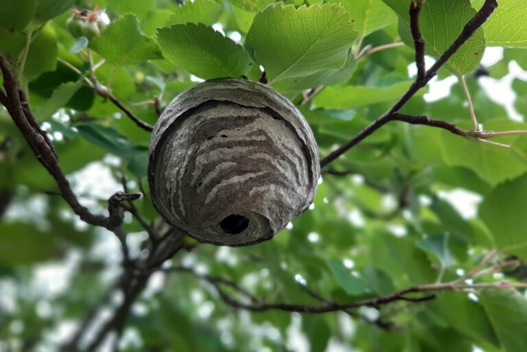 A hornet's nest hangs from a tree