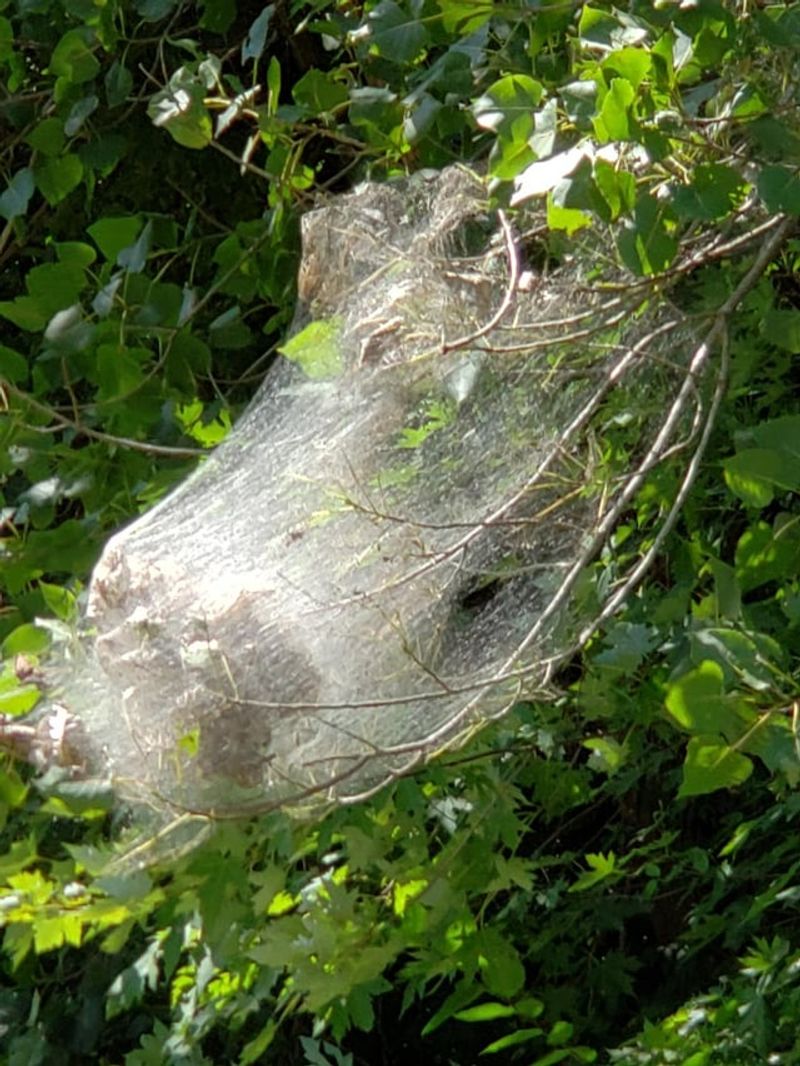 Eastern Tent Caterpillar Webs