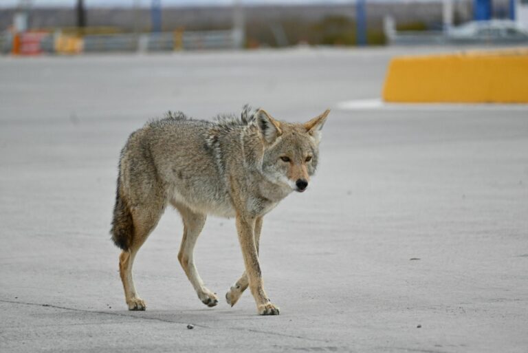 Coyote on Parking Lot
