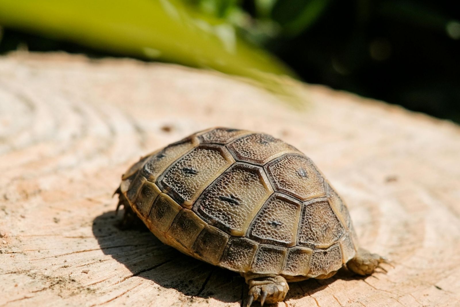 What To Do If You Find A Turtle In Your New Jersey Yard