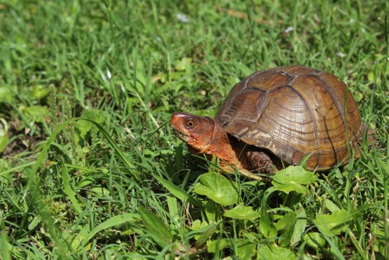 Box Turtle Roaming Through Yard