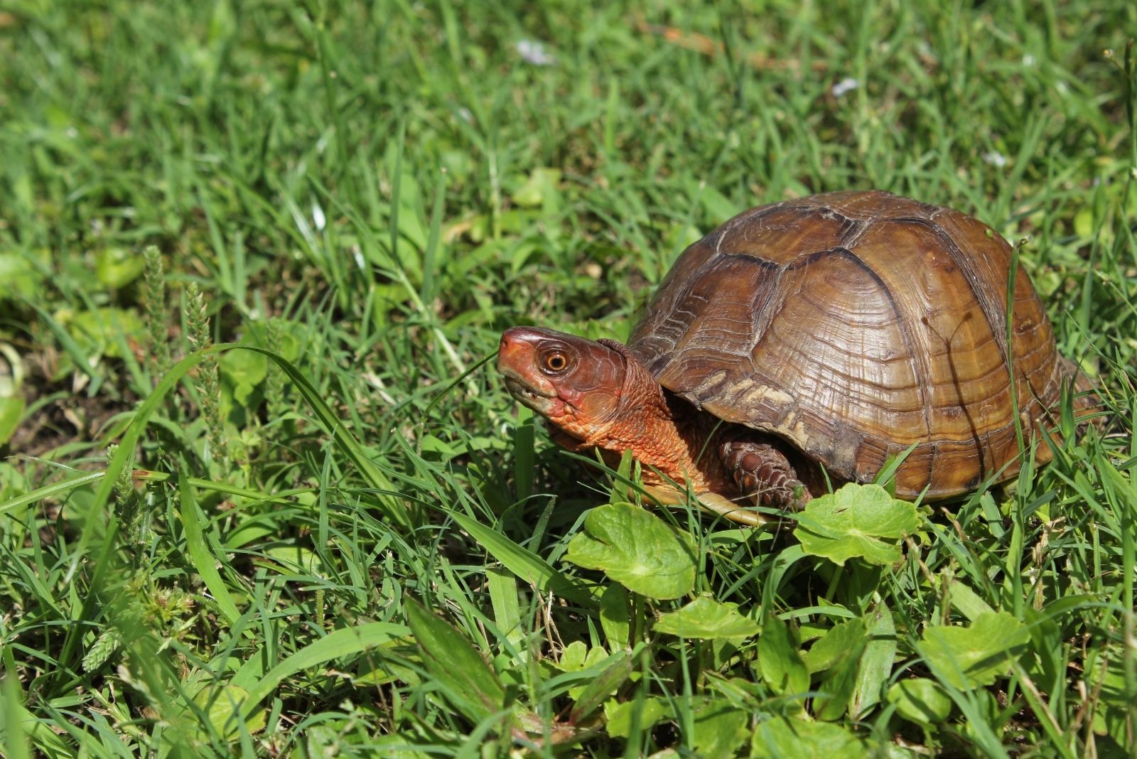 What To Do If You Find A Turtle Wandering In Your Washington Yard