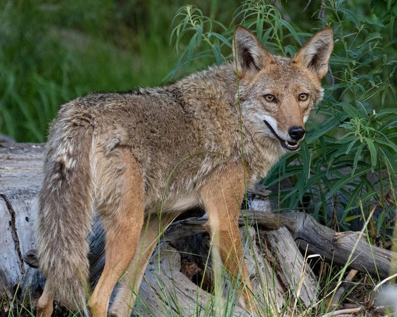 Make Yourself Look Big And Intimidating