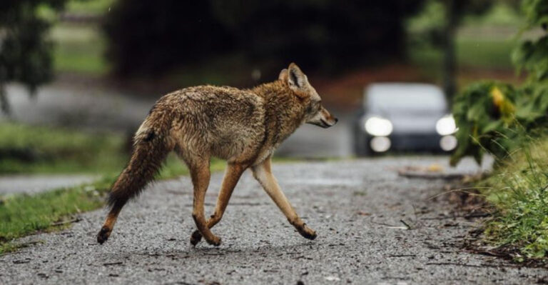 coyote crossing a street