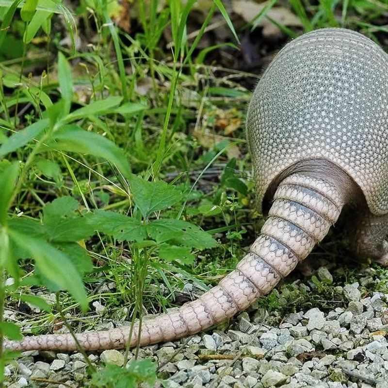 Identify The Damage Pattern