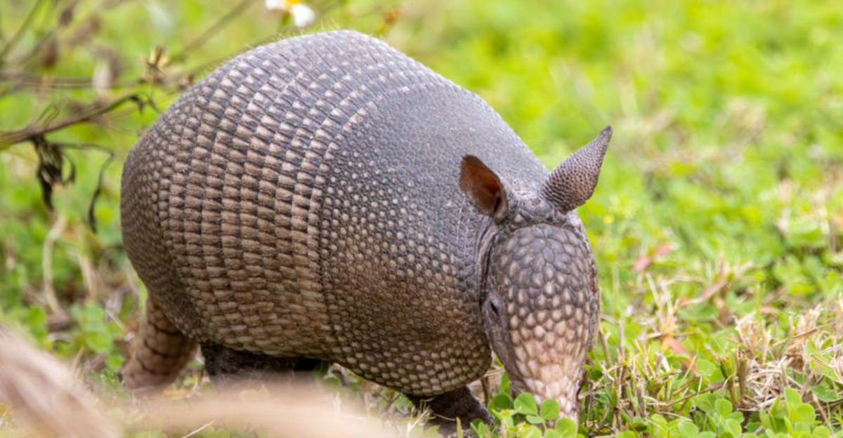 What To Do When An Armadillo Is Digging Holes In Your Pennsylvania Yard