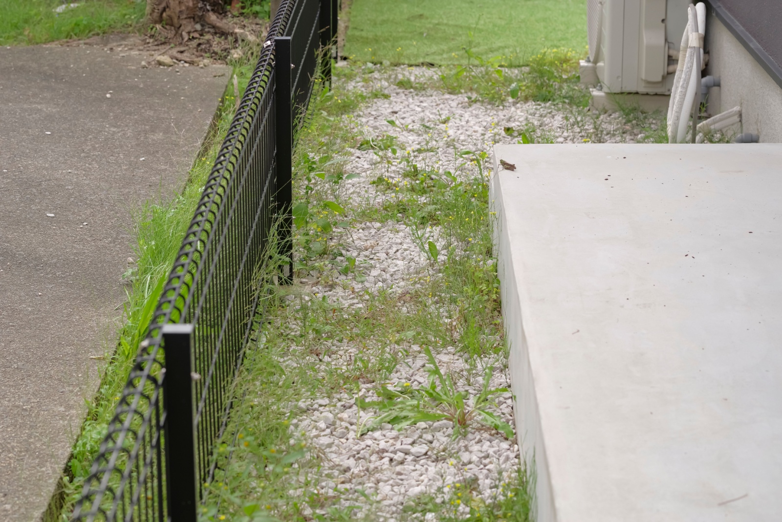 What To Do When Your Neighbors Weeds Invade Your California Yard