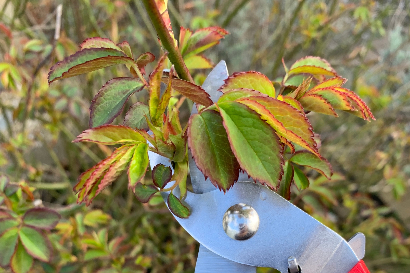 What To Know About Cutting Roses Back In Fall In North Carolina