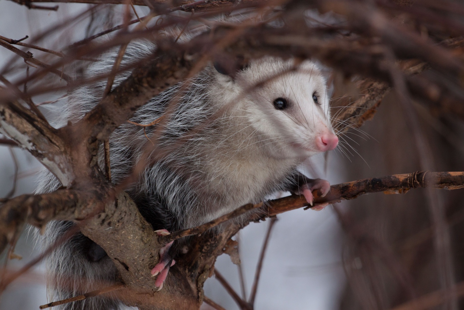 What To Learn Before Removing Possums Around Your Kansas Home