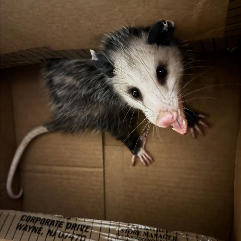 Possums Are Actually Helpful Neighbors