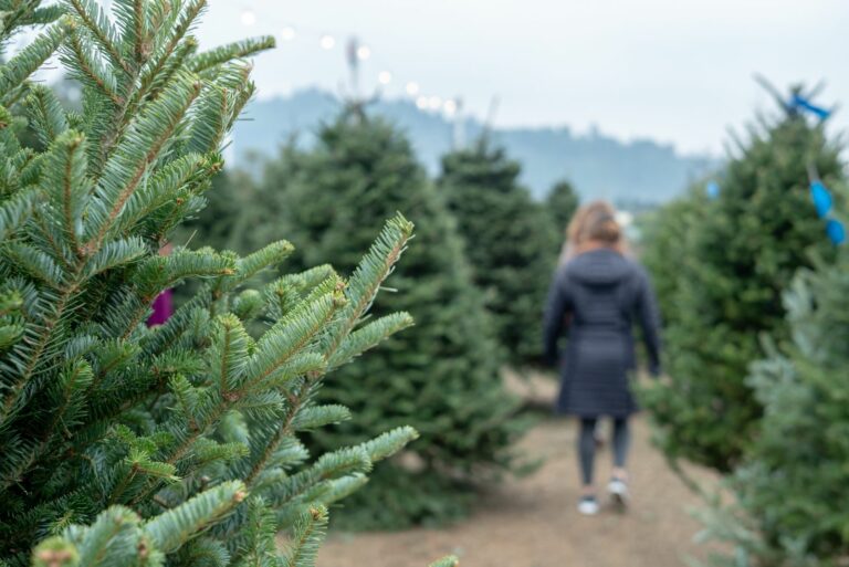 christmas trees for sale